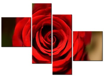 Obraz Czerwona róża, 4 elementy, 100x70 cm - Oobrazy