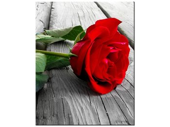 Obraz Czerwona róża, 40x50 cm - Oobrazy