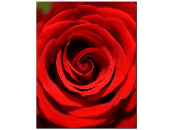 Obraz Czerwona róża, 40x50 cm - Oobrazy