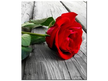 Obraz, Czerwona róża, 50x60 cm - Oobrazy