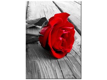 Obraz Czerwona róża, 50x70 cm - Oobrazy
