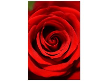 Obraz Czerwona róża, 60x90 cm - Oobrazy