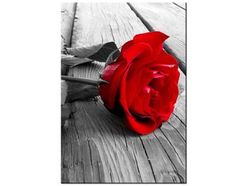 Obraz Czerwona róża, 70x100 cm - Oobrazy