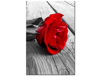 Obraz Czerwona róża, 80x120 cm - Oobrazy