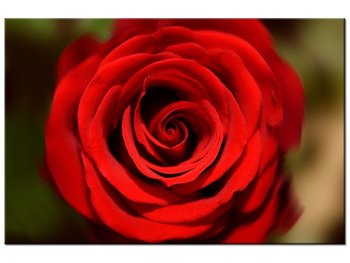Obraz Czerwona róża, 90x60 cm - Oobrazy