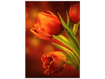 Obraz, Czerwone tulipany, 50x70 cm - Oobrazy