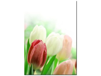 Obraz Czerwone tulipany, 50x70 cm - Oobrazy