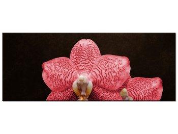 Obraz Czerwony storczyk, 100x40 cm - Oobrazy