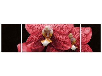 Obraz Czerwony storczyk, 3 elementy, 170x50 cm - Oobrazy