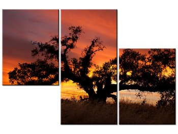 Obraz Dąb w zachodzącym słońcu - Don McCullough, 3 elementy, 90x60 cm - Oobrazy