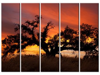 Obraz Dąb w zachodzącym słońcu - Don McCullough, 5 elementów, 225x160 cm - Oobrazy