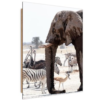 Obraz dekoracyjny FEEBY, Afryka zwierzęta natura 50x70 - Feeby