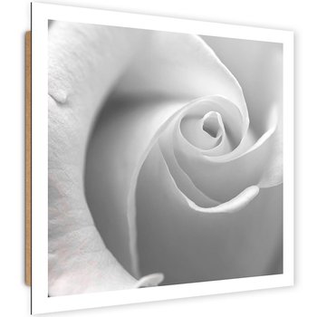 Obraz dekoracyjny FEEBY, Biała Róża w Makro Kwiat 60x60 - Caro