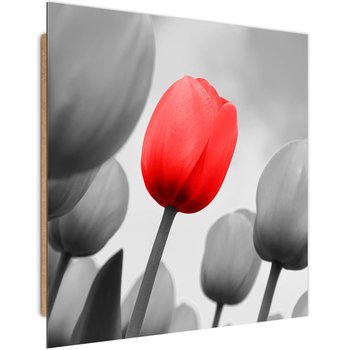 Obraz dekoracyjny FEEBY, Czerwony Tulipan Kwiat 80x80 - Caro