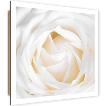 Obraz dekoracyjny FEEBY, Delikatna Biała Róża 60x60 - Caro