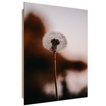 Obraz dekoracyjny FEEBY, Dmuchawiec Kwiat Roślina 40x60 - Caro