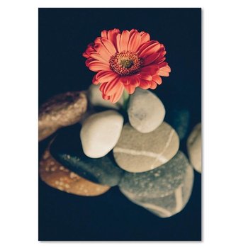 Obraz dekoracyjny FEEBY, Gerbera Kwiat Kamienie 60x80 - Caro
