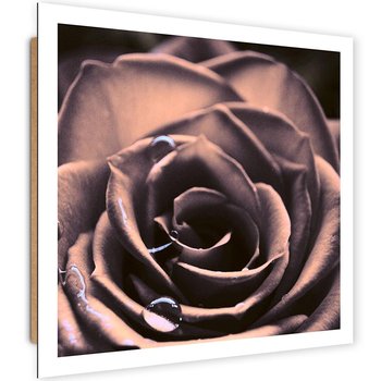 Obraz dekoracyjny FEEBY, Kwiat Róży Roślina 60x60 - Caro