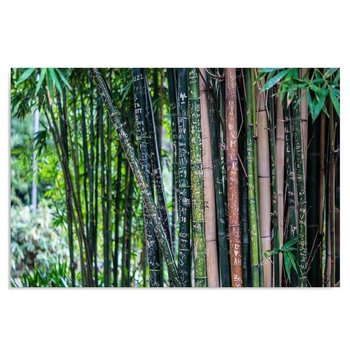Obraz dekoracyjny FEEBY, Las Bambusowy Zielony 50x40 - Caro