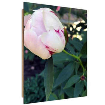 Obraz dekoracyjny FEEBY, Piwonia Kwiat różowy 40x60 - Caro