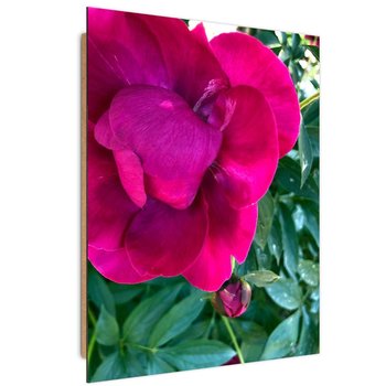 Obraz dekoracyjny FEEBY, Piwonia Różowy Kwiat 40x60 - Caro