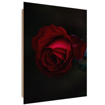 Obraz dekoracyjny FEEBY, Róża Czerwony Kwiat Natura 40x60 - Caro