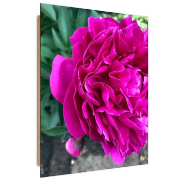 Obraz dekoracyjny FEEBY, Różowy Kwiat Piwonia Natura 40x60 - Caro