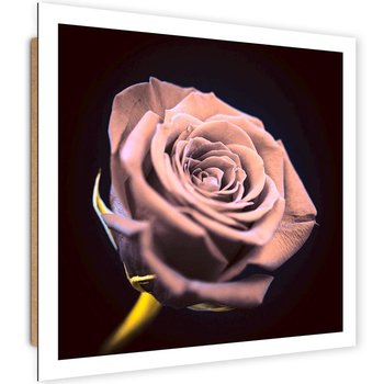 Obraz dekoracyjny FEEBY, różowy Kwiat Róży Natura 80x80 - Caro