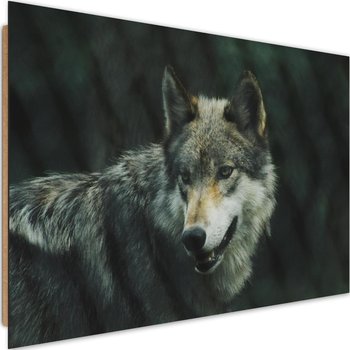 Obraz dekoracyjny FEEBY, Wilk Zwierzęta Natura 90x60 - Caro