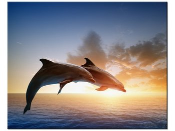 Obraz Delfiny, 50x40 cm - Oobrazy