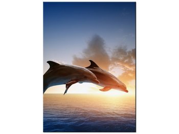 Obraz Delfiny, 50x70 cm - Oobrazy