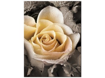 Obraz Delikatna róża, 30x40 cm - Oobrazy