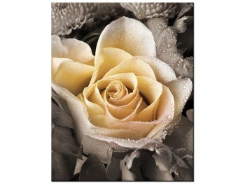 Obraz, Delikatna róża, 40x50 cm - Oobrazy