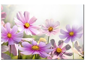 Obraz, Delikatne kwiaty, 90x60 cm - Oobrazy