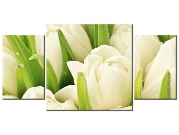 Obraz, Delikatne tulipany, 3 elementy, 80x40 cm - Oobrazy