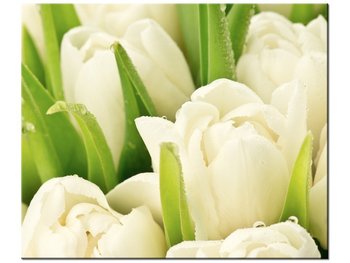 Obraz Delikatne tulipany, 60x50 cm - Oobrazy