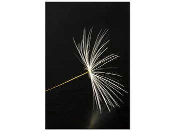 Obraz Dmuchawce latawce, 60x90 cm - Oobrazy