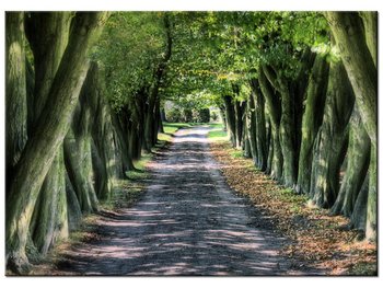 Obraz Droga wśród drzew, 70x50 cm - Oobrazy