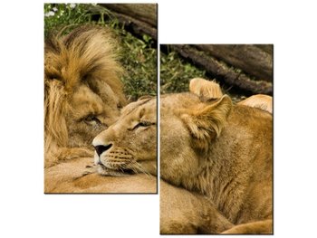 Obraz Drzemka lwów, 2 elementy, 60x60 cm - Oobrazy