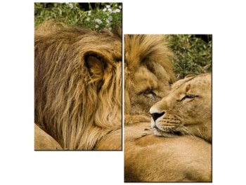 Obraz Drzemka lwów, 2 elementy, 60x60 cm - Oobrazy