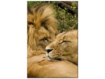 Obraz Drzemka lwów, 20x30 cm - Oobrazy