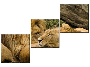 Obraz Drzemka lwów, 3 elementy, 120x80 cm - Oobrazy