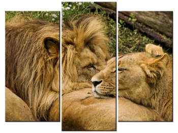 Obraz Drzemka lwów, 3 elementy, 90x70 cm - Oobrazy