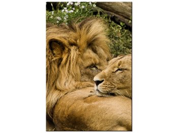 Obraz Drzemka lwów, 80x120 cm - Oobrazy