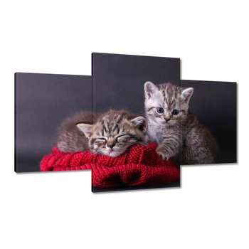 Obraz Dwa słodkie kotki, 100x60cm - ZeSmakiem