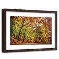 Obraz FEEBY Droga w lesie jesienią, 60x40 cm - Feeby