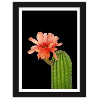 Obraz FEEBY Kaktus z czerwonym kwiatem, 40x60 cm - Feeby
