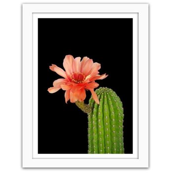 Obraz FEEBY Kaktus z czerwonym kwiatem, 60x80 cm - Feeby