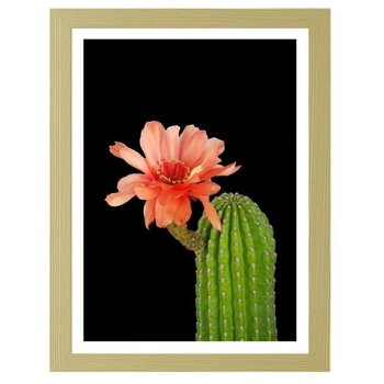 Obraz FEEBY Kaktus z czerwonym kwiatem, 60x90 cm - Feeby