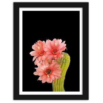 Obraz FEEBY Kaktus z czerwonymi kwiatami, 40x60 cm - Feeby